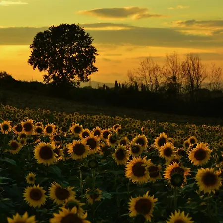 La Casetta Del Sole Daire